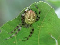 Vierfleck-Kreuzspinne, Araneus quadratus