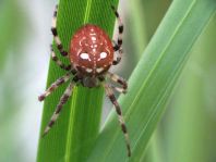 Vierfleck-Kreuzspinne, Araneus quadratus
