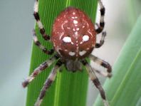 Vierfleck-Kreuzspinne, Araneus quadratus