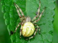 Vierfleck-Kreuzspinne, Araneus quadratus