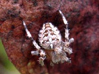 Gartenkreuzspinne, Araneus diadematus