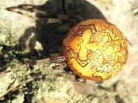Araneus marmoreus, Marmorierte Kreuzspinne