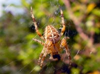 Gartenkreuzspinne, Araneus diadematus