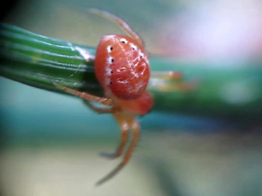 Araniella sp.