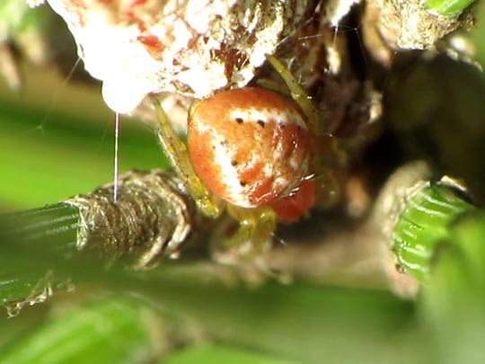Araniella sp.