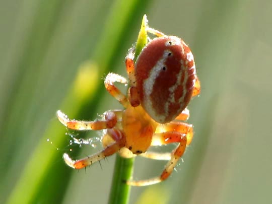 Araniella displicata