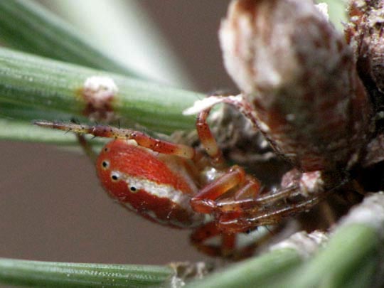 Araniella displicata