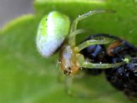 Kürbisspinne, Araniella sp.