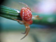 Araniella sp.
