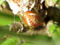 Araniella sp.