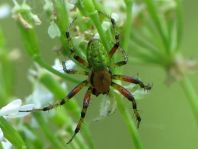 Araniella sp.