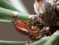 Araniella displicata