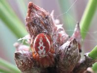Araniella displicata