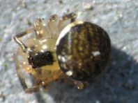 Kugelspinnen, Theridiidae
