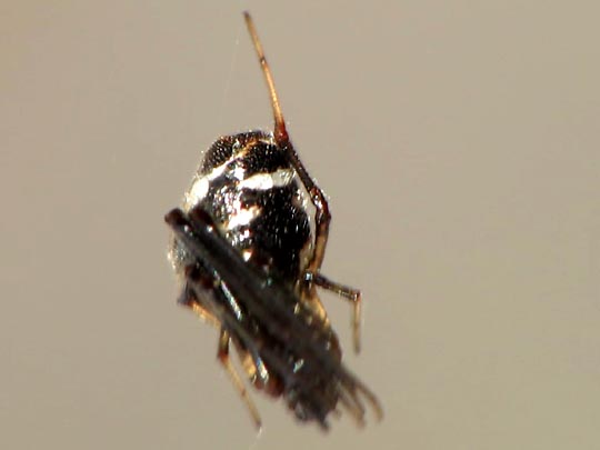 Kugelspinnen, Theridiidae