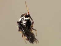 Kugelspinnen, Theridiidae