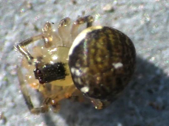 Kugelspinnen, Theridiidae