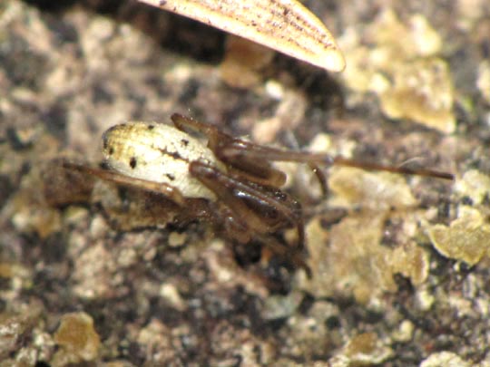 Kugelspinne, Enoplognatha
