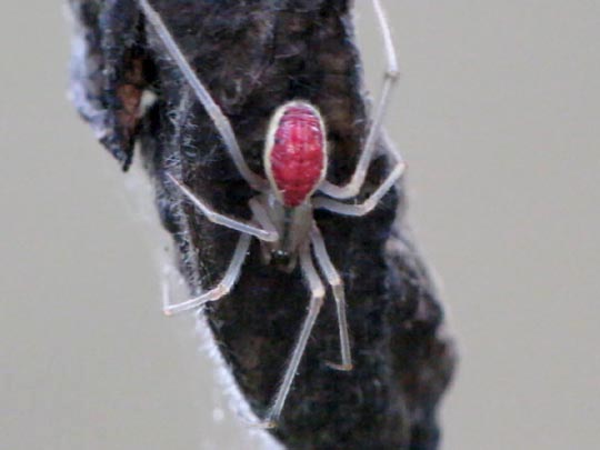 Enoplognatha ovata