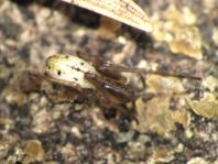 Kugelspinne, Enoplognatha