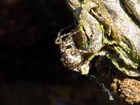 Kugelspinne, Theridion