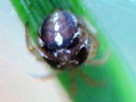 Kugelspinnen, Theridiidae