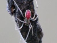 Enoplognatha ovata