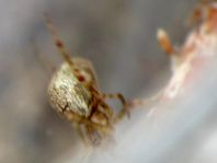 Parasteatoda tepidariorum, Gewächshausspinne