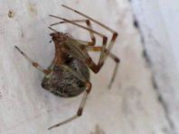 Parasteatoda tepidariorum, Gewächshausspinne
