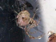 Parasteatoda tepidariorum, Gewächshausspinne