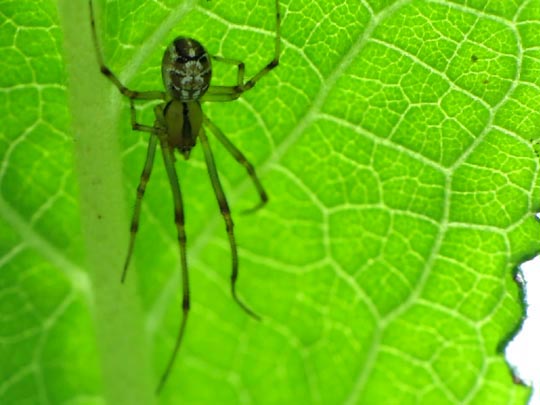 Phylloneta cf. impressa