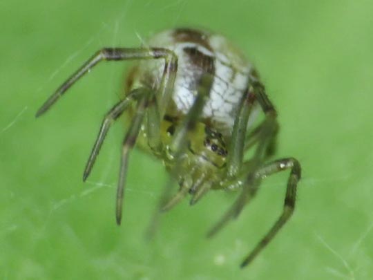 Phylloneta cf. impressa