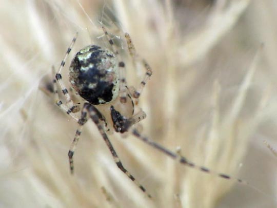Platnickina tincta