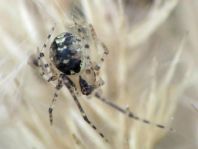 Platnickina tincta
