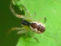 Seycellocesa vittatus