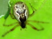 Seycellocesa vittatus