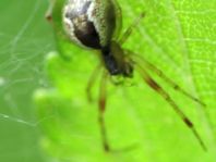Seycellocesa vittatus