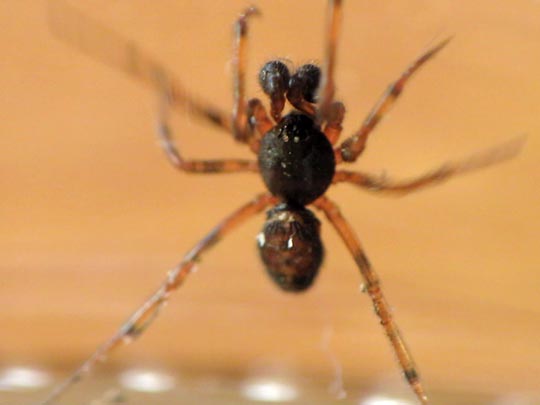 Kugelspinne, Steatoda bipunctata