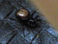 Kugelspinne, Steatoda bipunctata