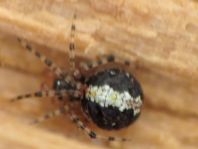 Kugelspinne, Theridion