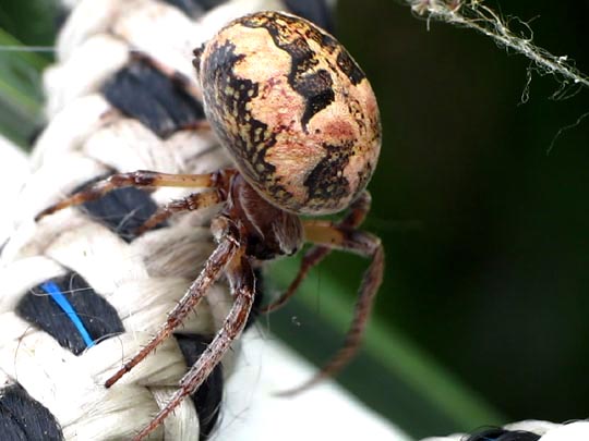 Schilfradspinne, Larinioides cornutus