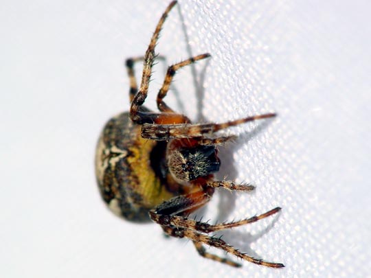 Schilfradspinne, Larinioides cornutus