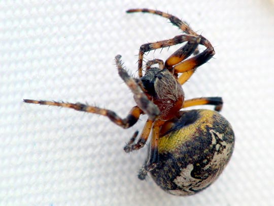 Schilfradspinne, Larinioides cornutus