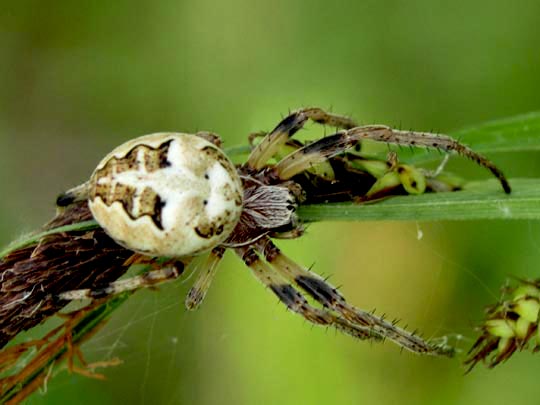 Schilfradspinne, Larinioides cornutus