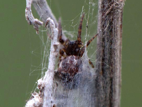 Schilfradspinne, Larinioides cornutus