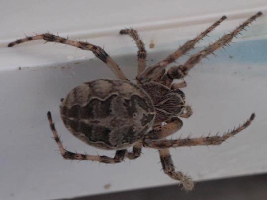 Brückenkreuzspinne, Larinioides sclopetarius