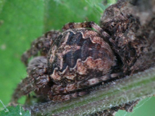 Brückenkreuzspinne, Larinioides cf. sclopetarius