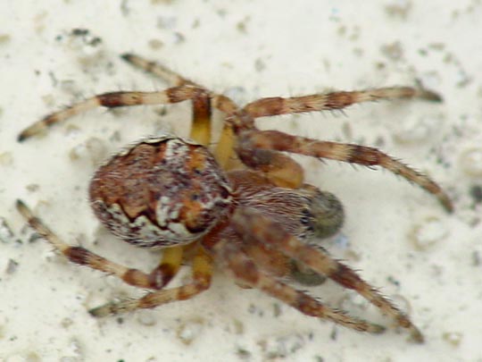 Brückenkreuzspinne, Larinioides sclopetarius