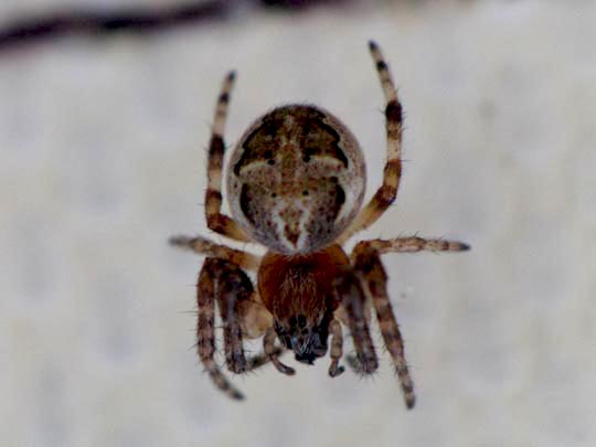 Schilfradspinne, Larinioides cf. cornutus