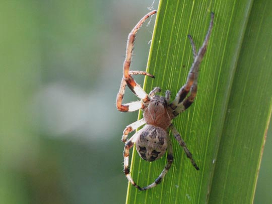 Schilfradspinne, Larinioides cornutus